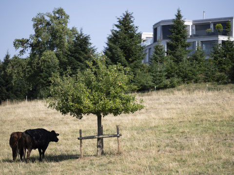 La Suisse a vécu son été le plus chaud depuis le début des mesures