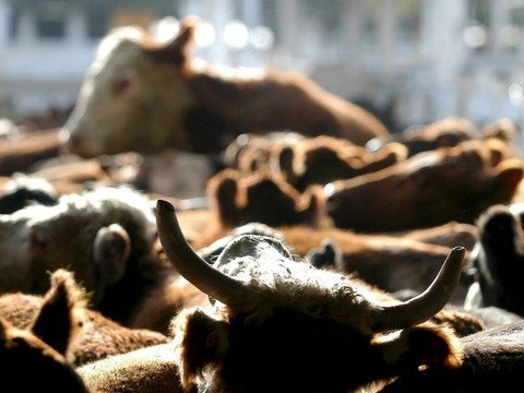 Le Conseil des Etats valide l'accord avec le Mercosur