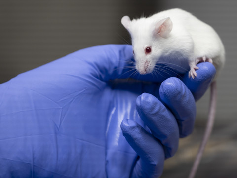 Le nombre d'expériences sur les animaux est au plus bas
