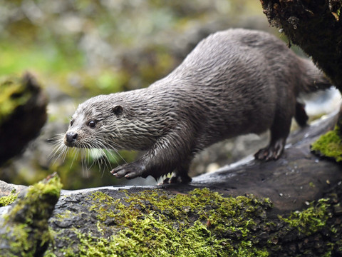 La loutre a fait un retour naturel cet été à Genève