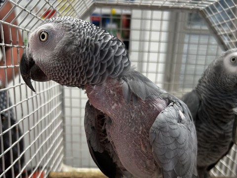 Un Suisse arrêté avec deux perroquets d'espèce protégée
