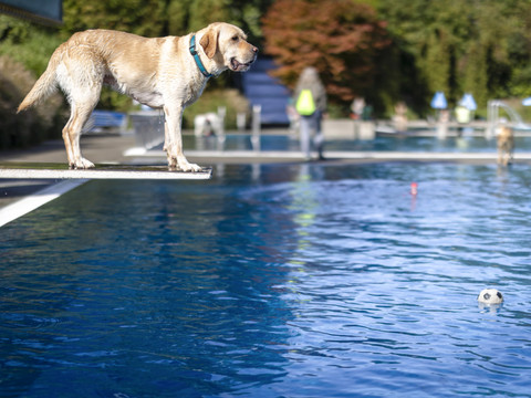 Les chiens prennent leurs quartiers dans les piscines zurichoises