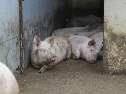 Maladie pulmonaire chez les porcs: abattages de 20 cheptels