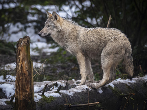 Valais: tous les loups de la meute d'Augstbord peuvent être tirés