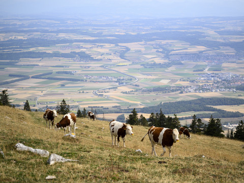 Les agriculteurs à bout de souffle face au manque d'eau