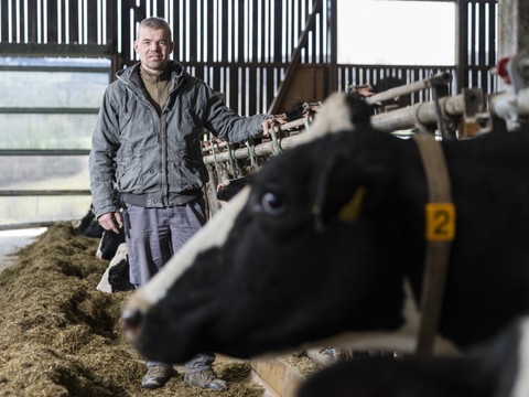 Dermatose chez les bovins: fin de la vaccination mais vigilance