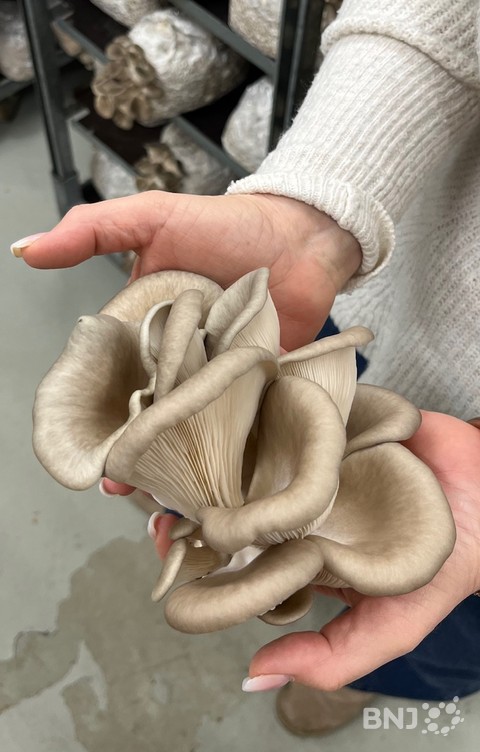 Pleurote gris