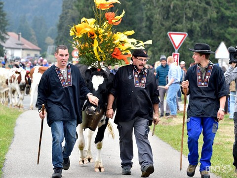 Les vaches sont parées pour la désalpe du Boéchet.