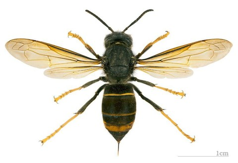 Frelon asiatique