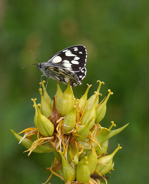 Papillons