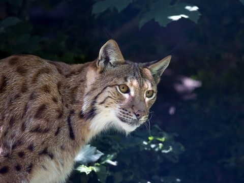 Lynx
