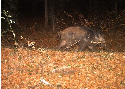 Sanglier