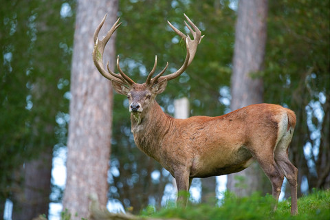 Cerf