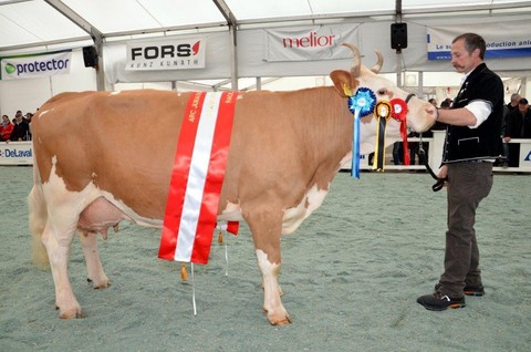 Arc Jurassien Expo championne Suprême race mixte