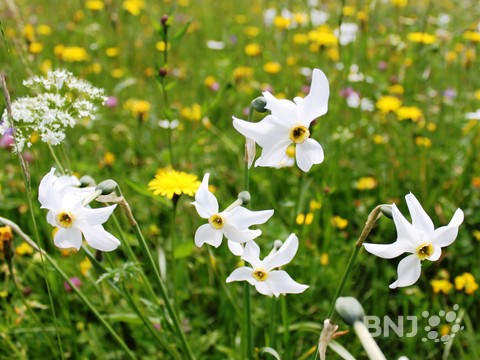 Narcisses