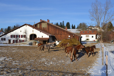 Muriaux