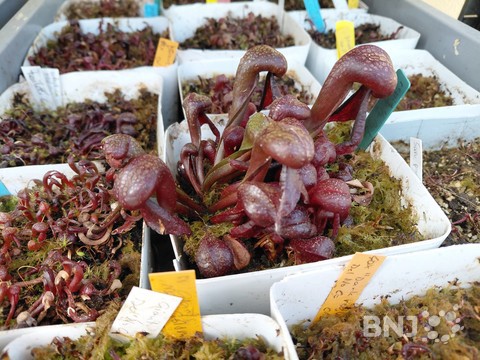 plante carnivore