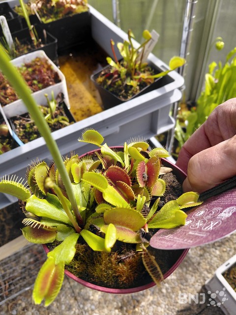 plante carnivore