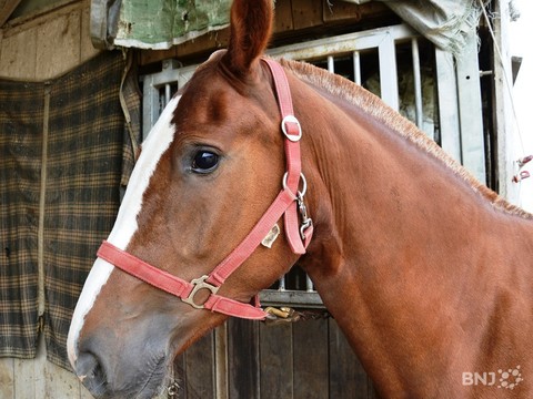 cheval