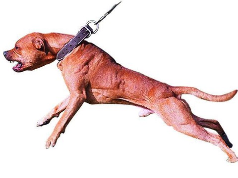 Chien dangereux