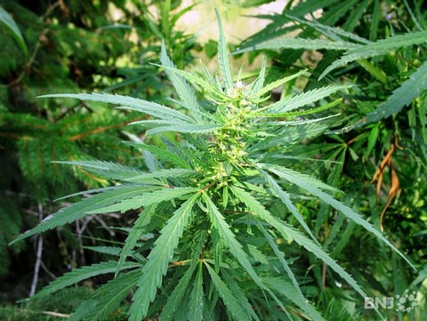cannabis