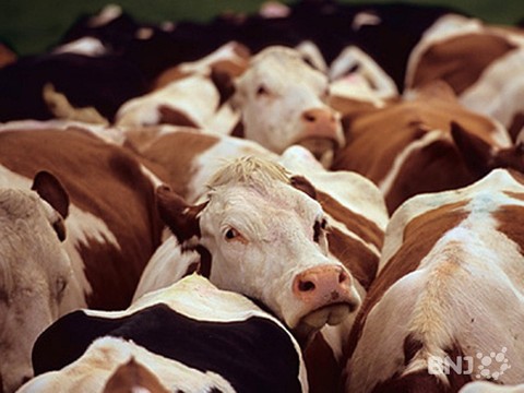 Vaches