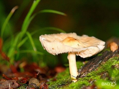 champignon