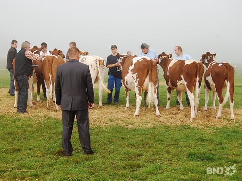Marché-concours bovin