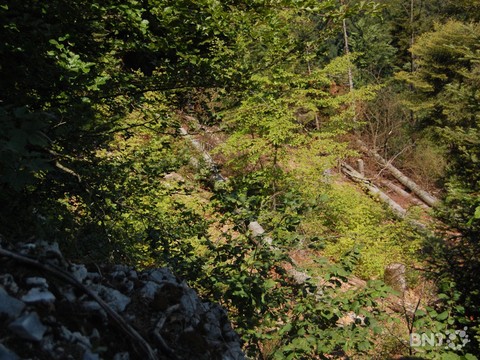 Vue d'une forêt