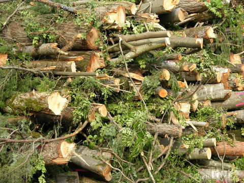 Coupe de bois