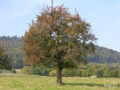 Arbre