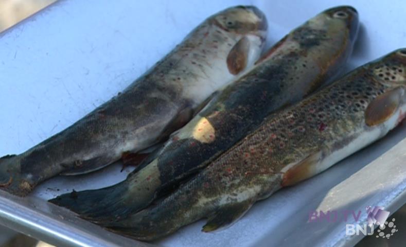 Trois truites pêchées dans la Basse-Areuse le 1er mars.