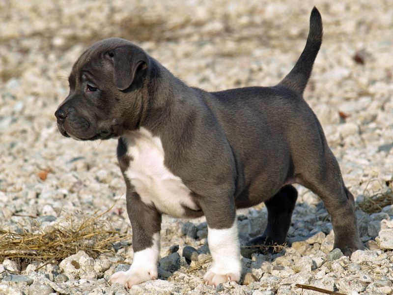 pitbull