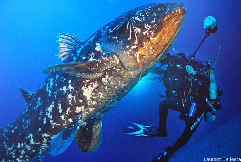 Rencontre entre le biologiste marin et photographe français Laurent Ballesta et le Cœlacanthe, le plus vieux poisson du monde.