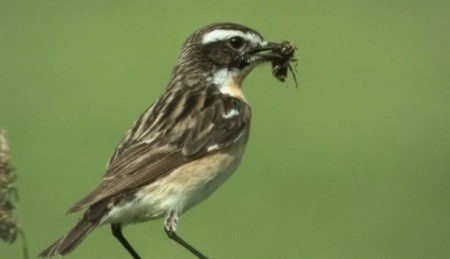 Oiseau