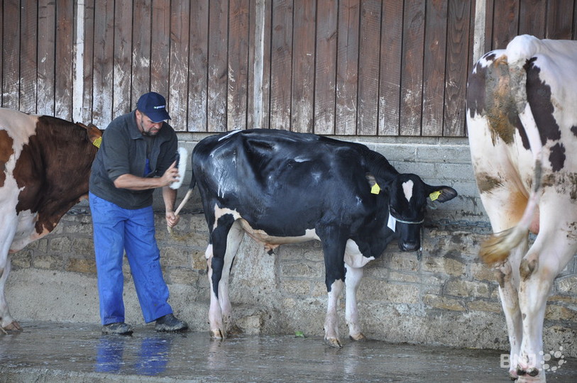 Un éleveur qui bichonne son taureau