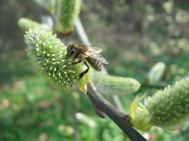 Abeille