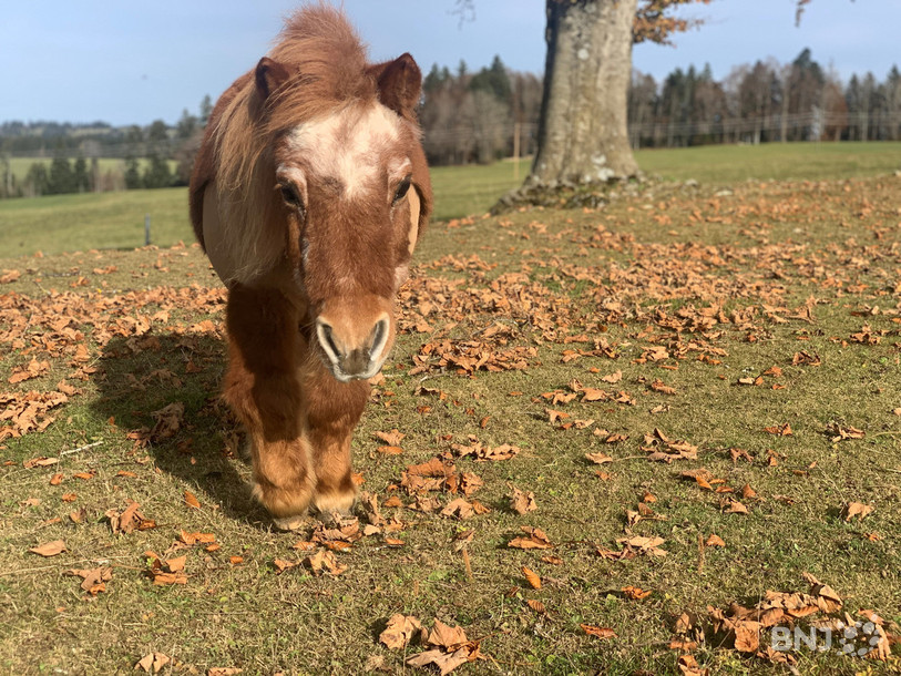 Orchi, née en 1985, est la doyenne du home pour vieux chevaux du Roselet.