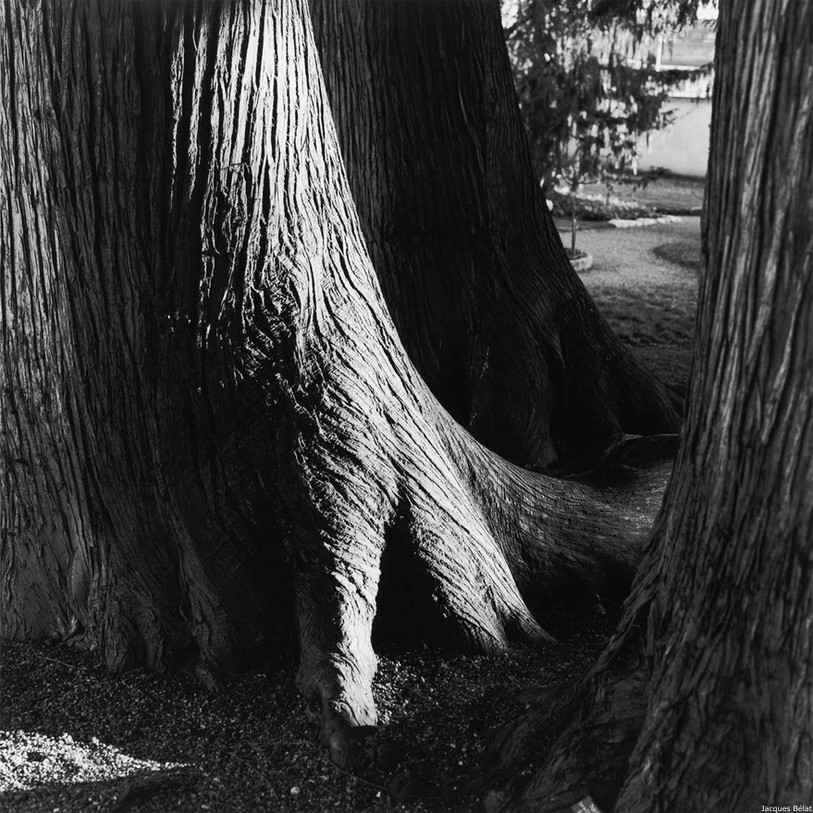 Arbres singuliers photographiés par Jacques Bélat