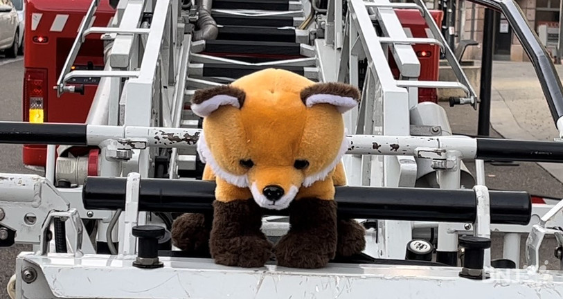 Le renard Jules n'est pas de la partie ce week-end en raison de problèmes d'approvisionnement. (Photo : archives)
