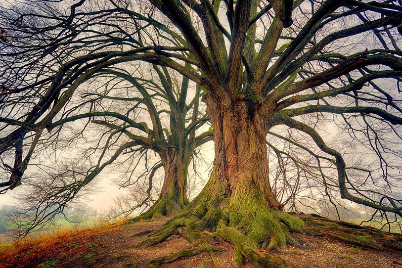 Arbre