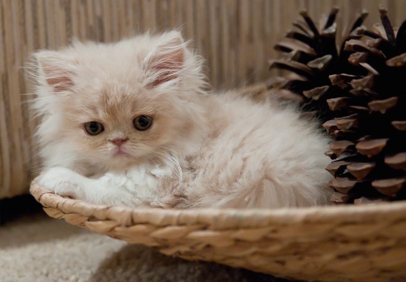 Un chaton blanc dans un panier