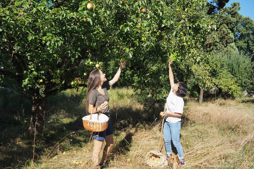 Des bénévoles de l'association « Fruits en cavale » en pleine action de ramassage. (Photo : Fruits en cavale).