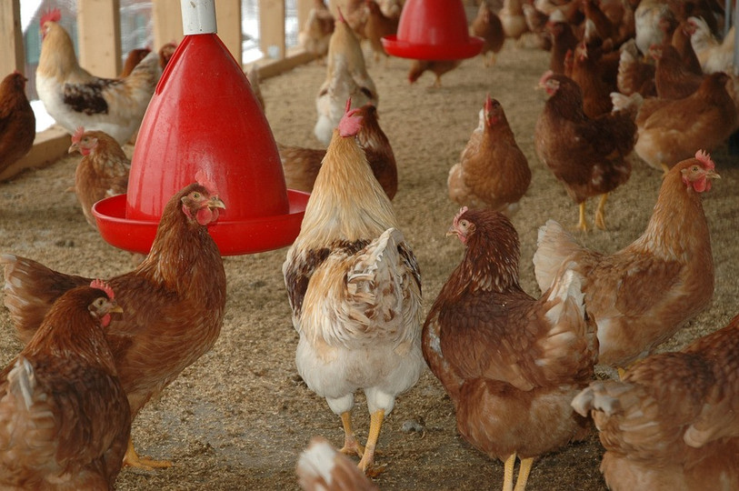 Les poulaillers sont en vogue dans le Jura (photo libre de droit).