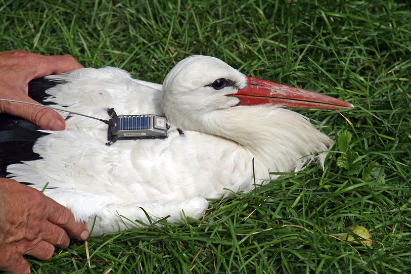 Max la cigogne n'est plus.