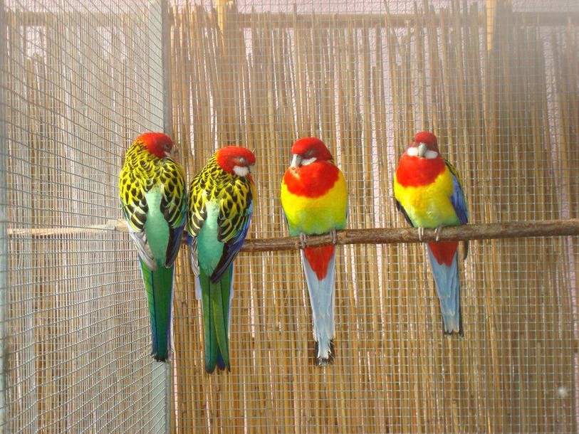 Quatre perruches omnicolores (Platycercus eximius) en provenance d'Australie (Photo ldd)
