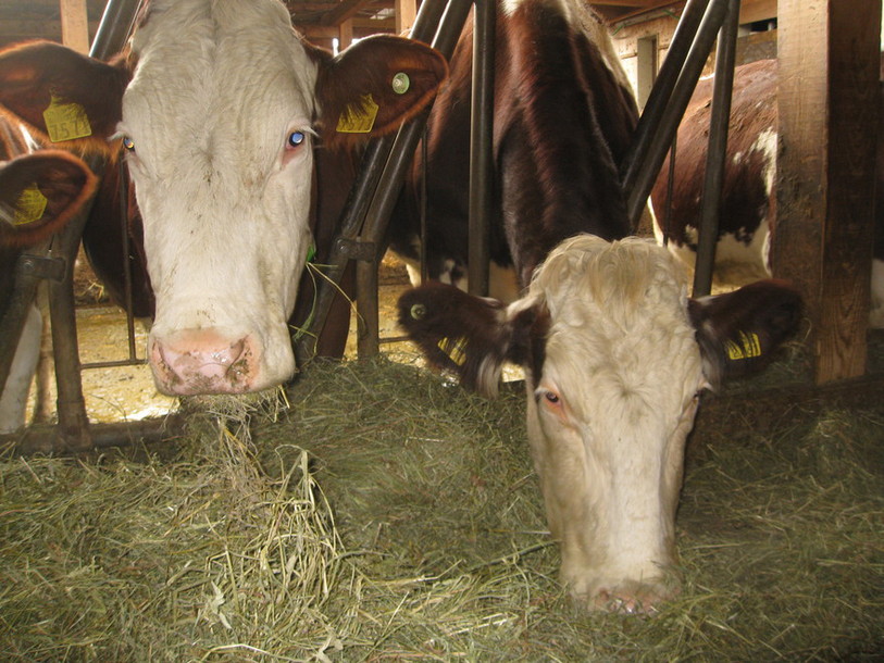 Vaches