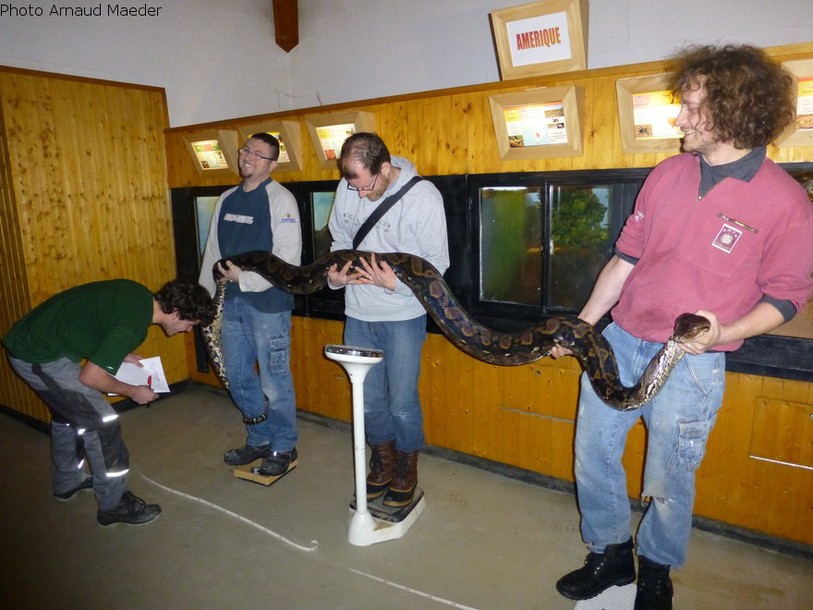 Le python réticulé du vivarium mesure 4 mètres 40