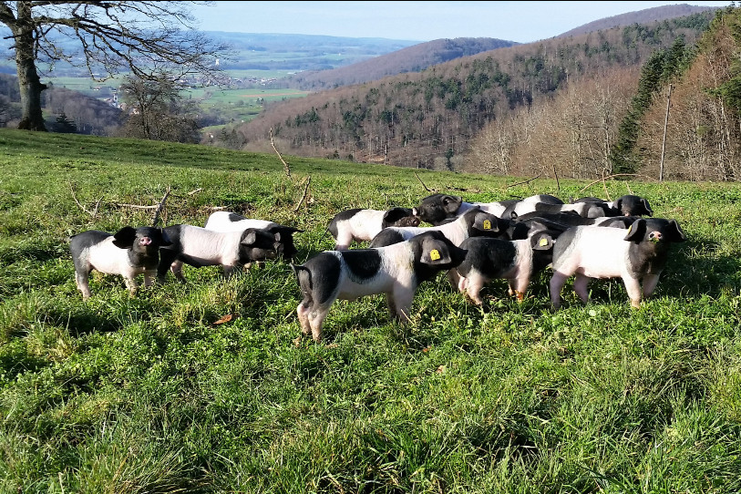 Les porcs basques de Joan Studer profitent aussi de la vue sur l'Ajoie (photo : Joan Studer).