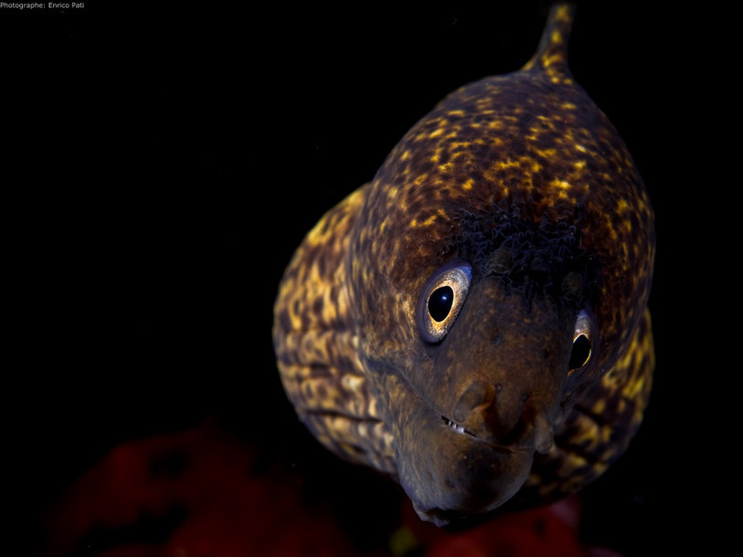 Poisson, Festisub